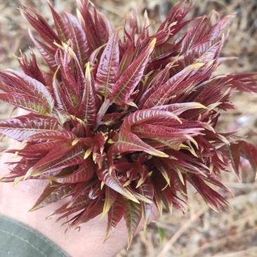 红油香椿芽新鲜上市·