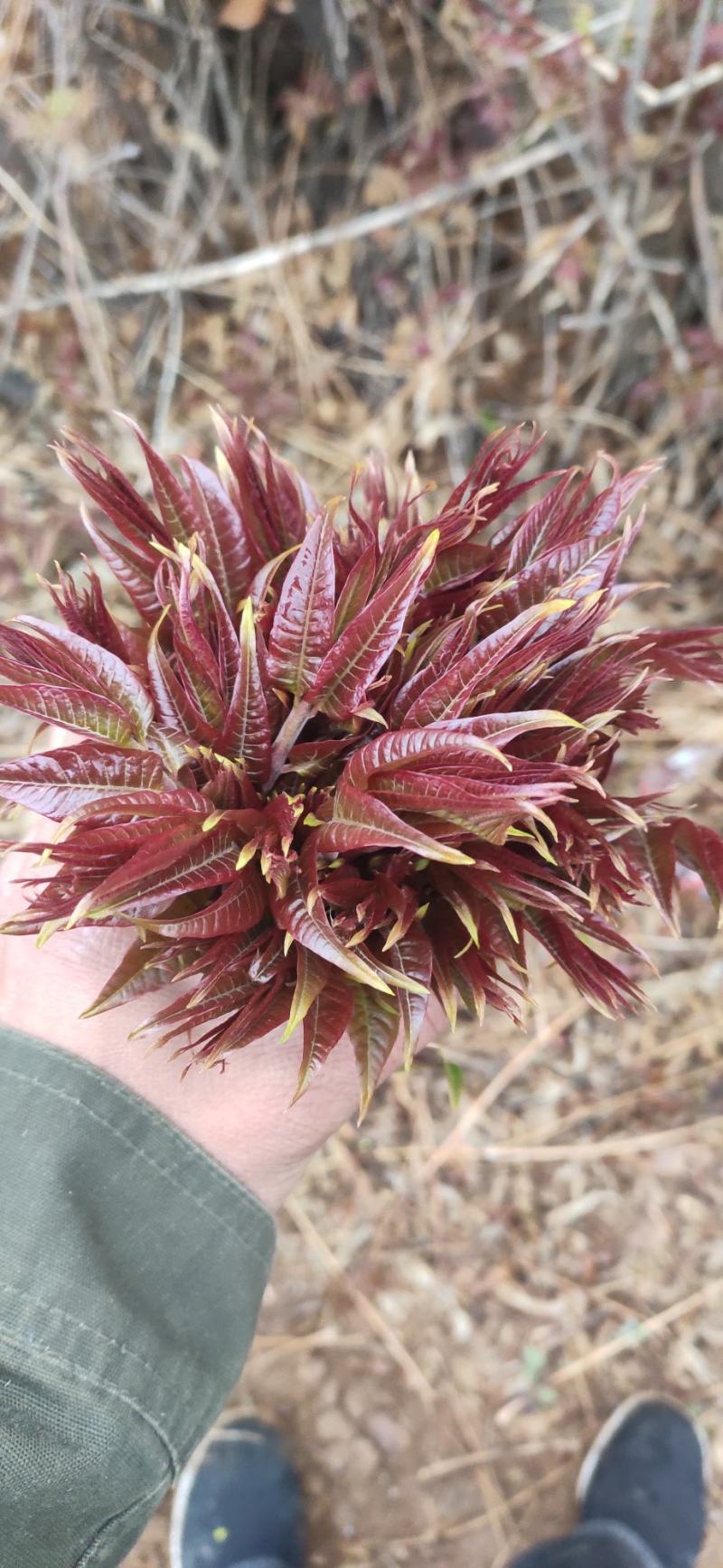 红油香椿芽新鲜上市·