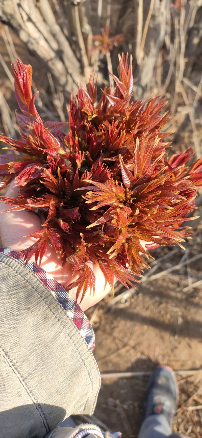 红油香椿芽新鲜上市·