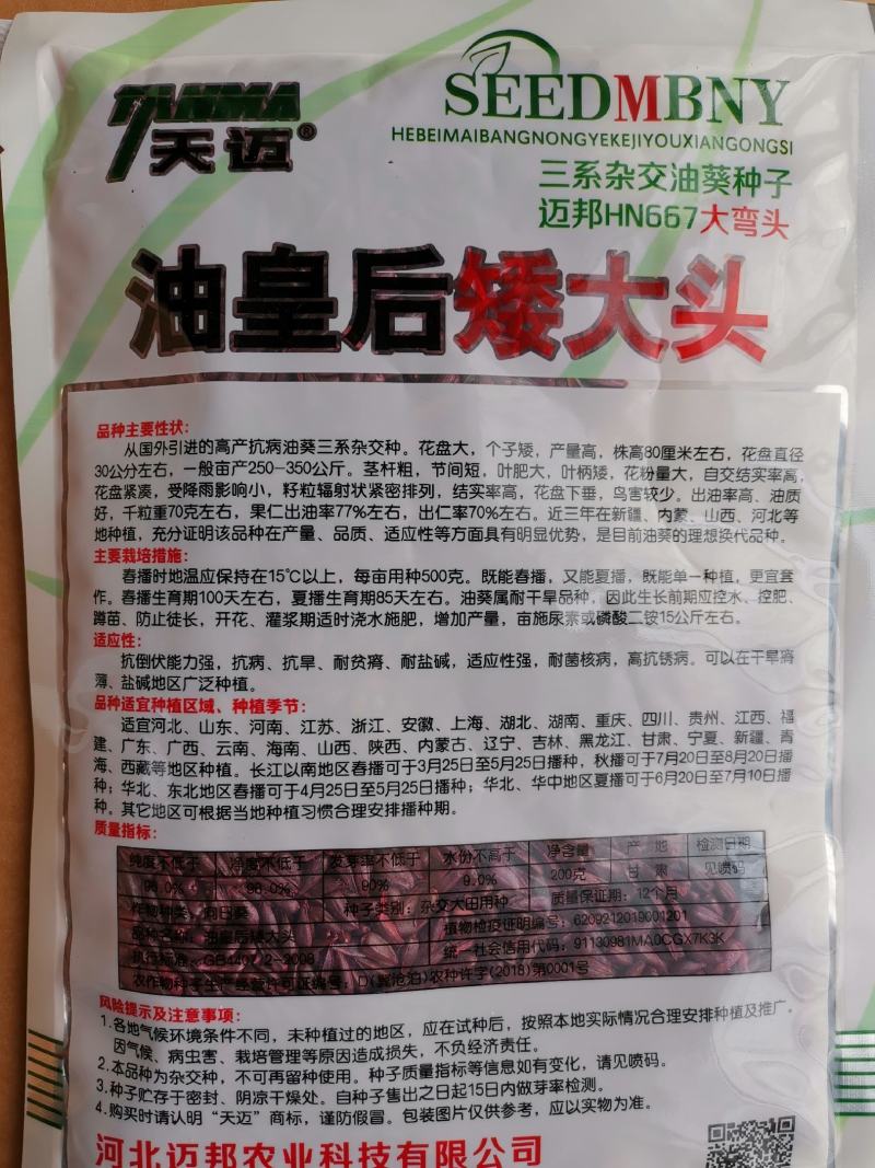 【优质】油葵种子花盘大茎杆粗壮不倒商品性好非转基因