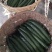 🔥蜜刺黄瓜🥒万亩基地货源充足