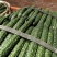 🔥蜜刺黄瓜🥒万亩基地货源充足