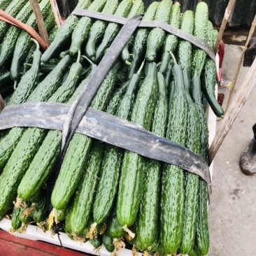 🔥蜜刺黄瓜🥒万亩基地货源充足