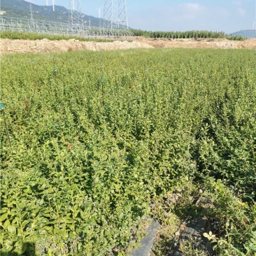 卡米尔蓝莓苗/卡米尔蓝莓苗价格/卡米尔蓝莓苗品种介绍