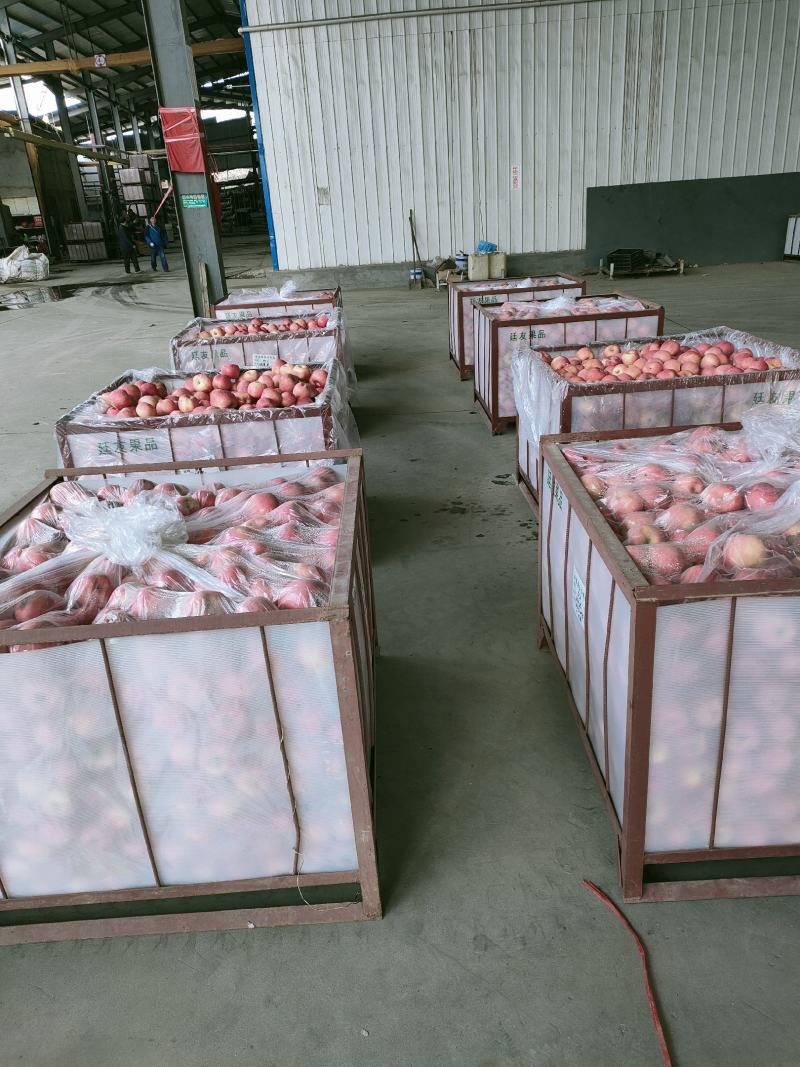 苹果，大量供应库存精品苹果，**电商社团平台欢迎实地考察