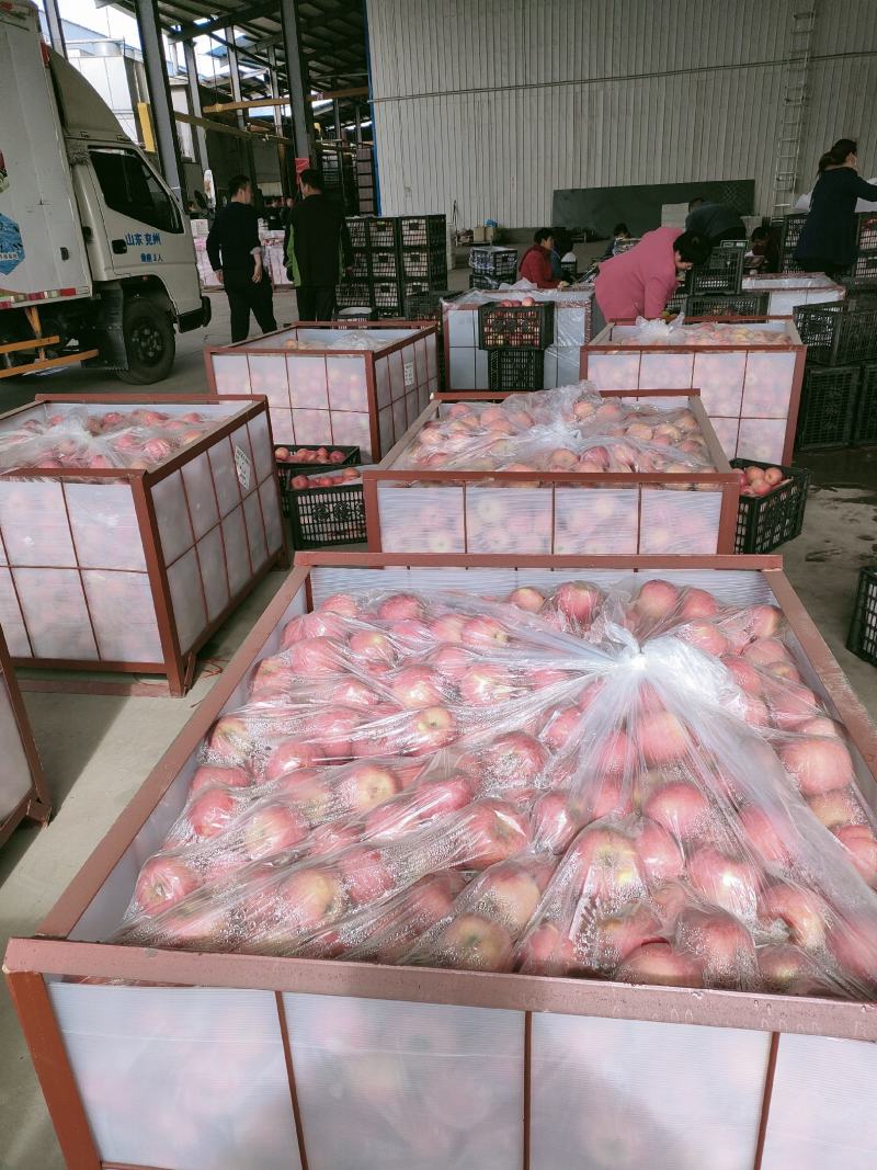 苹果，大量供应库存精品苹果，**电商社团平台欢迎实地考察