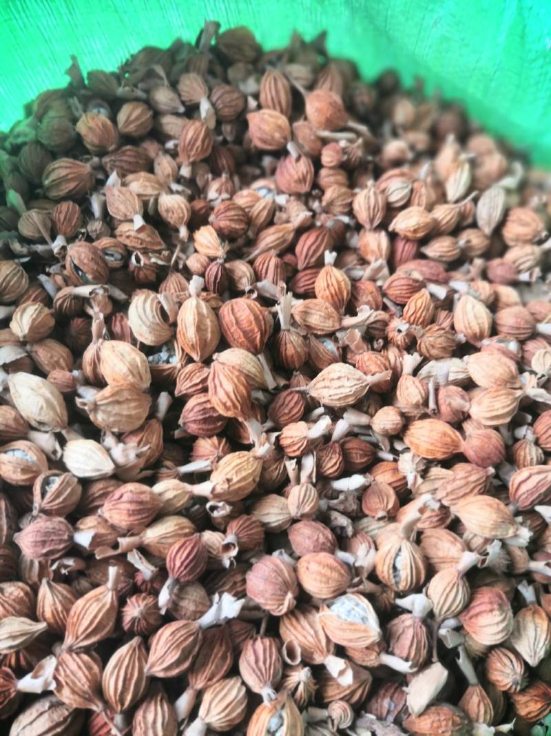 香砂仁广西香砂仁干货香料农副食品调味品香料