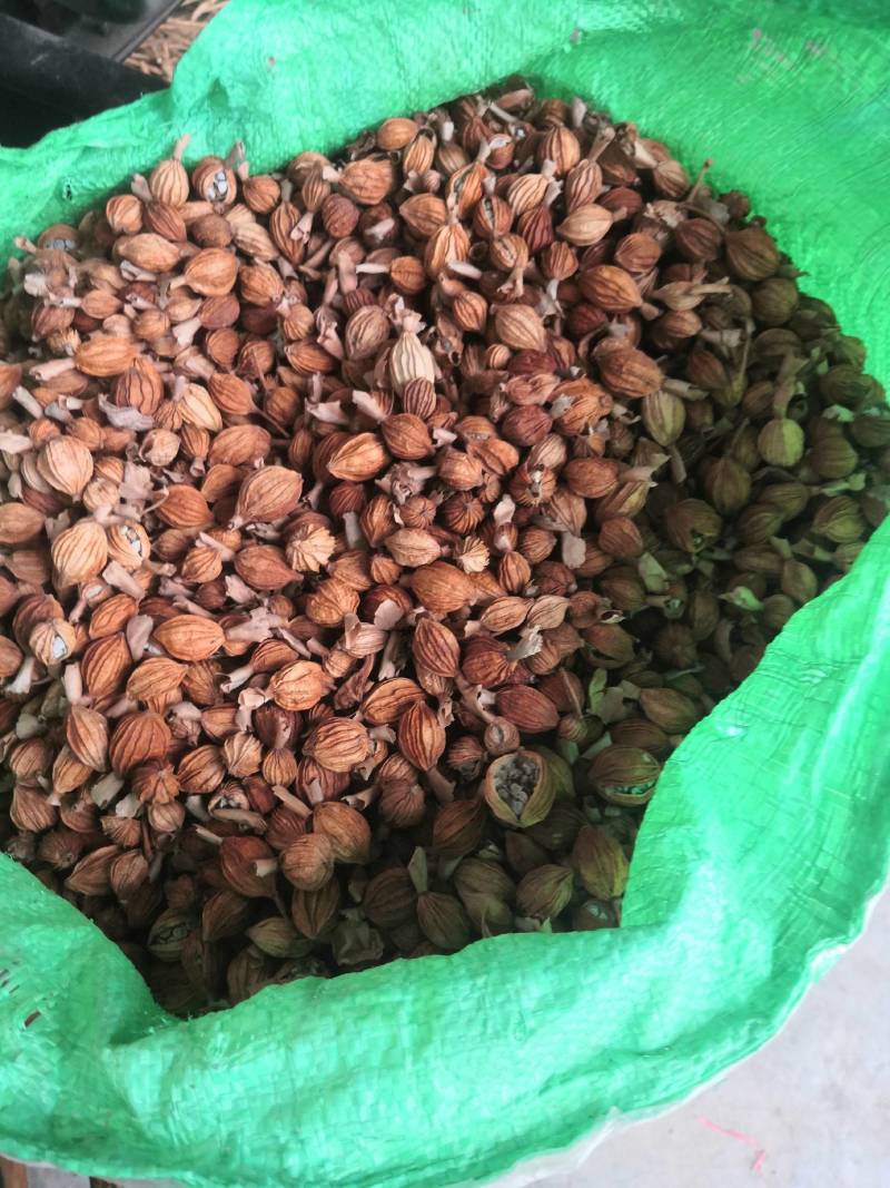 香砂仁广西香砂仁干货香料农副食品调味品香料