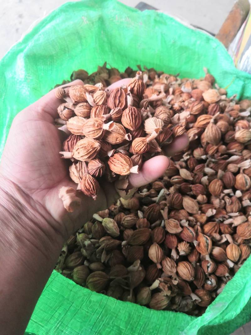 香砂仁广西香砂仁干货香料农副食品调味品香料