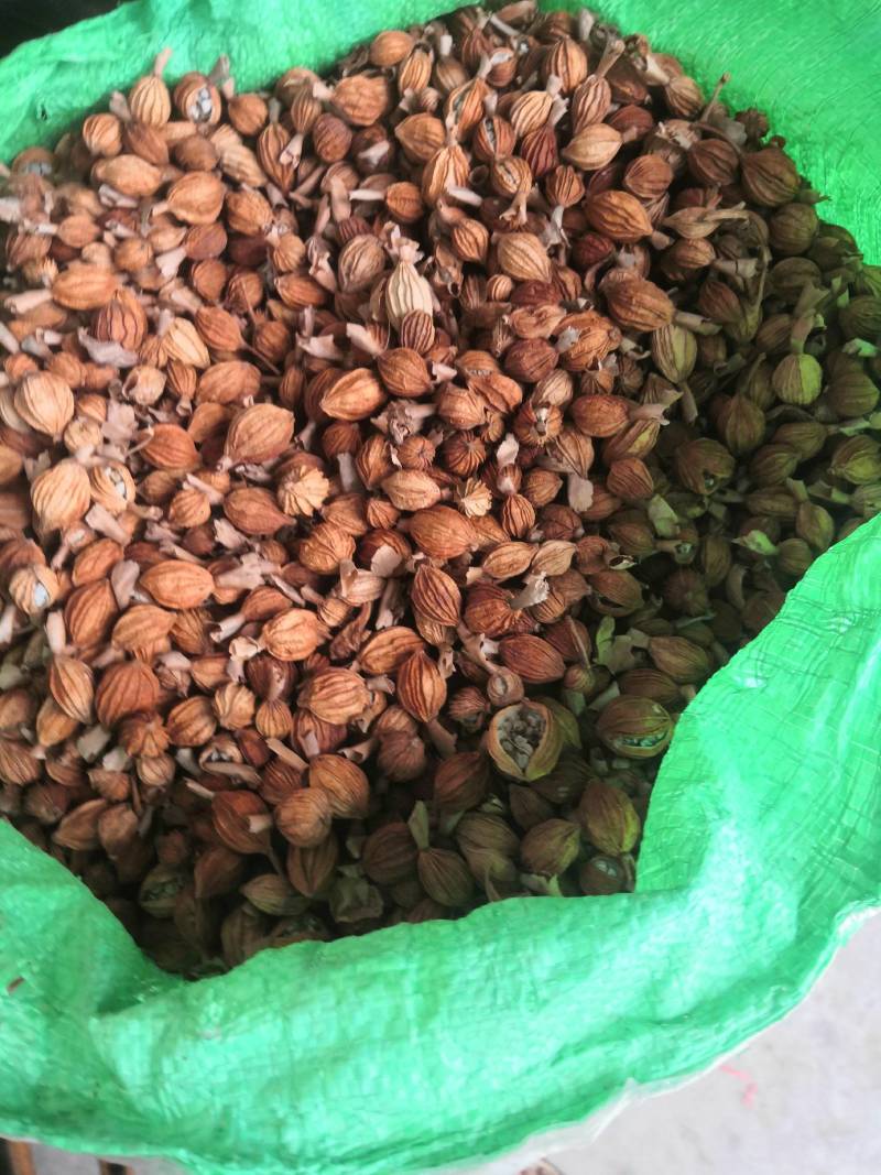 香砂仁广西香砂仁干货香料农副食品调味品香料