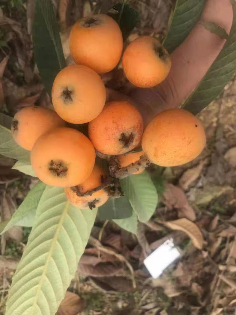 优良品种五星个头大橙色好籽小肉厚**甜口感好大枇杷