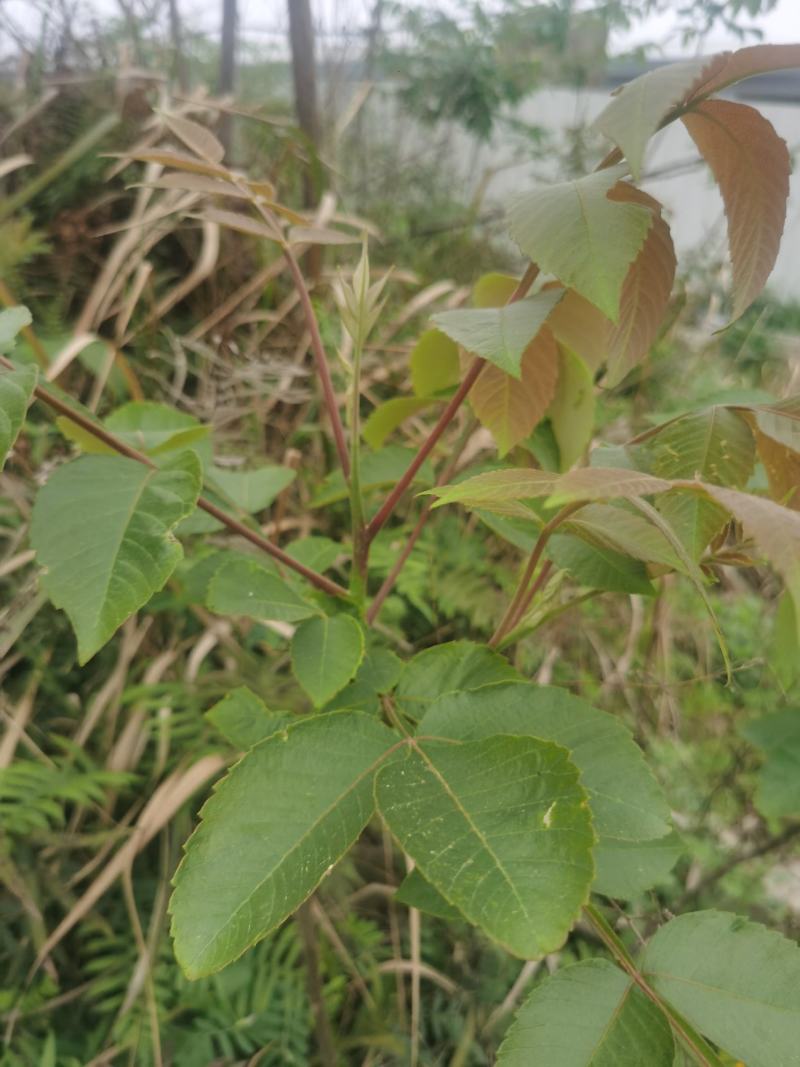 盐肤木，又叫五倍子树苗，纯野生苗，耐存活，耐运输，电联