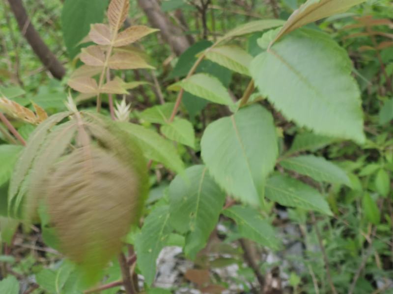 盐肤木，又叫五倍子树苗，纯野生苗，耐存活，耐运输，电联