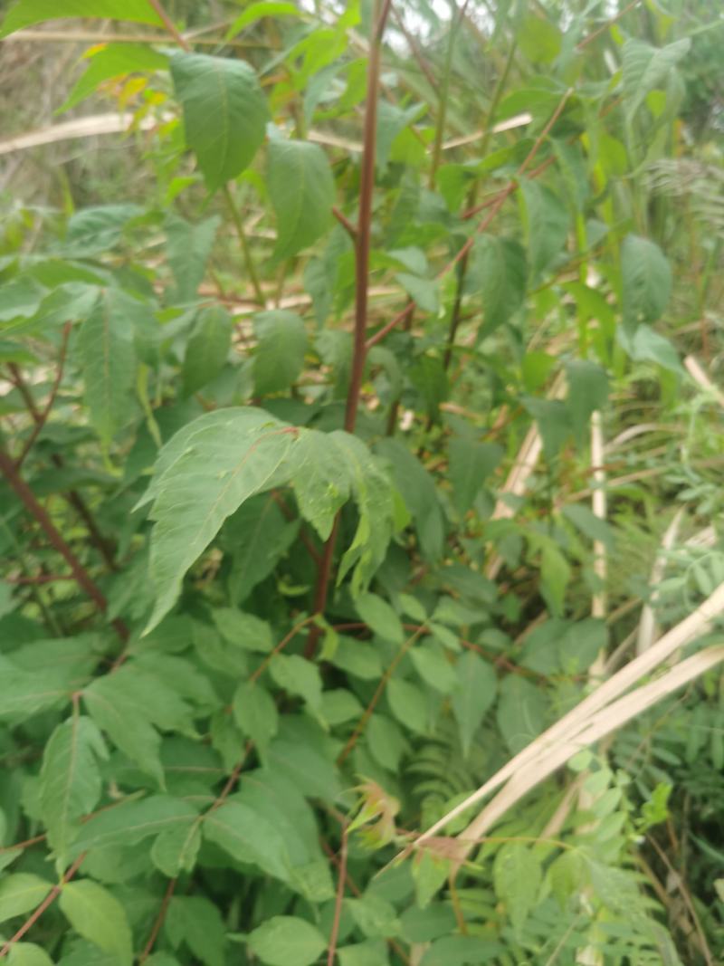盐肤木，又叫五倍子树苗，纯野生苗，耐存活，耐运输，电联