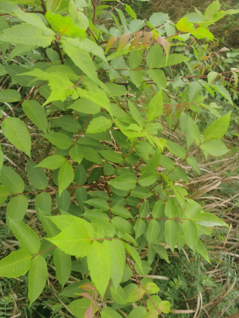 盐肤木，又叫五倍子树苗，纯野生苗，耐存活，耐运输，电联