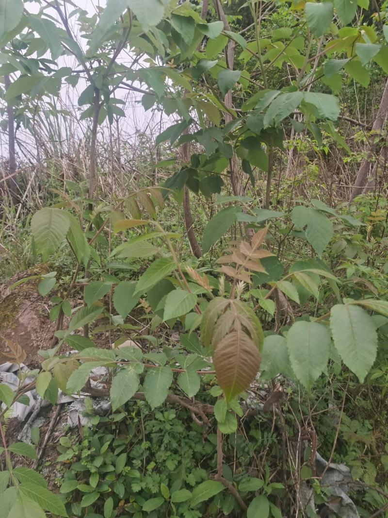 盐肤木，又叫五倍子树苗，纯野生苗，耐存活，耐运输，电联