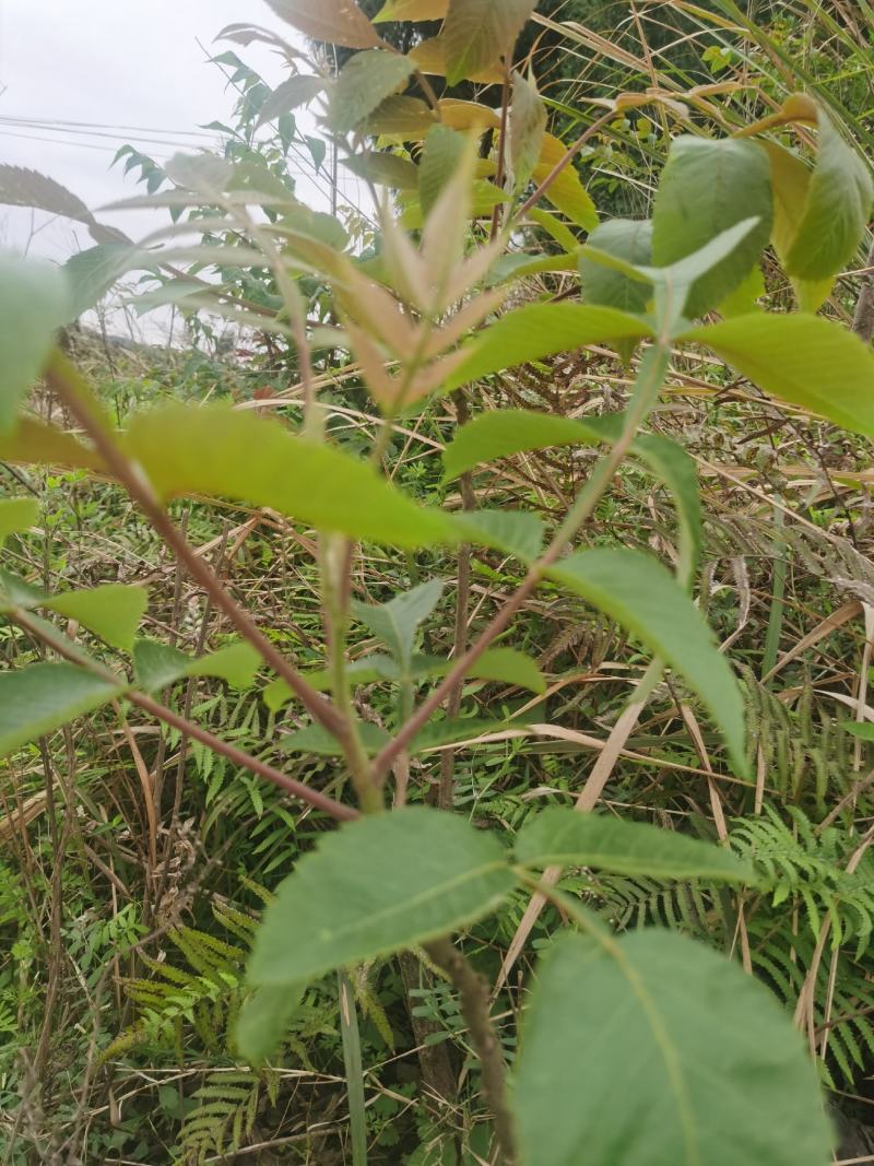 盐肤木，又叫五倍子树苗，纯野生苗，耐存活，耐运输，电联