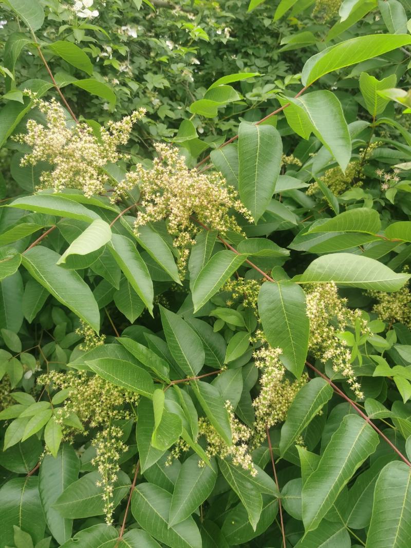 盐肤木，又叫五倍子树苗，纯野生苗，耐存活，耐运输，电联