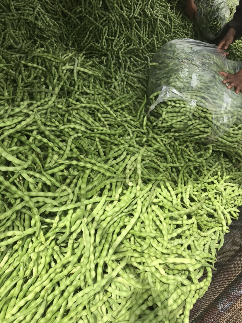 [大青豆批发]优质大青豆价格3.00元/斤 - 一亩田
