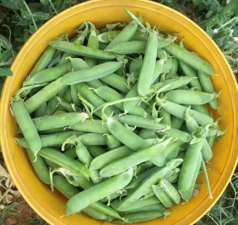 【热销】豌豆大量供应，欢迎老板电话联系，长期合作伙伴
