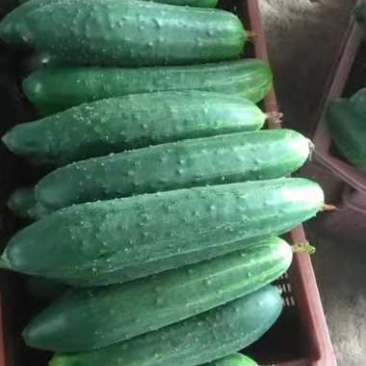 瓜类大瓜有老板需要请联系