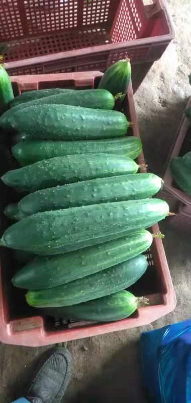 瓜类大瓜有老板需要请联系