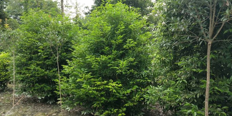 四川成都温江出售大量精品天竺桂丛生天竺桂绿篱天竺桂
