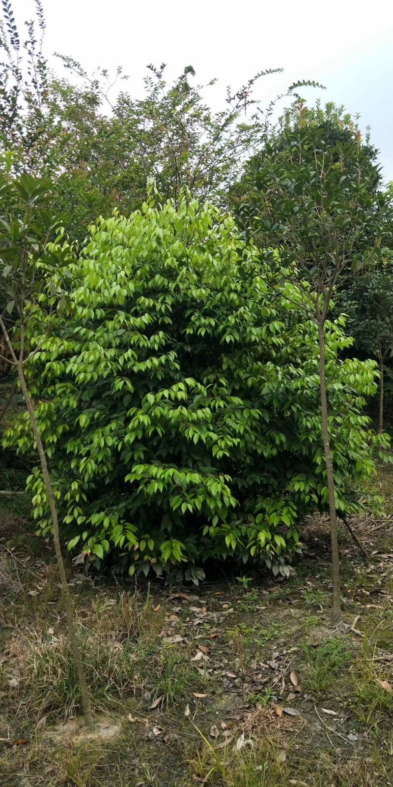 四川成都温江出售大量精品天竺桂丛生天竺桂绿篱天竺桂