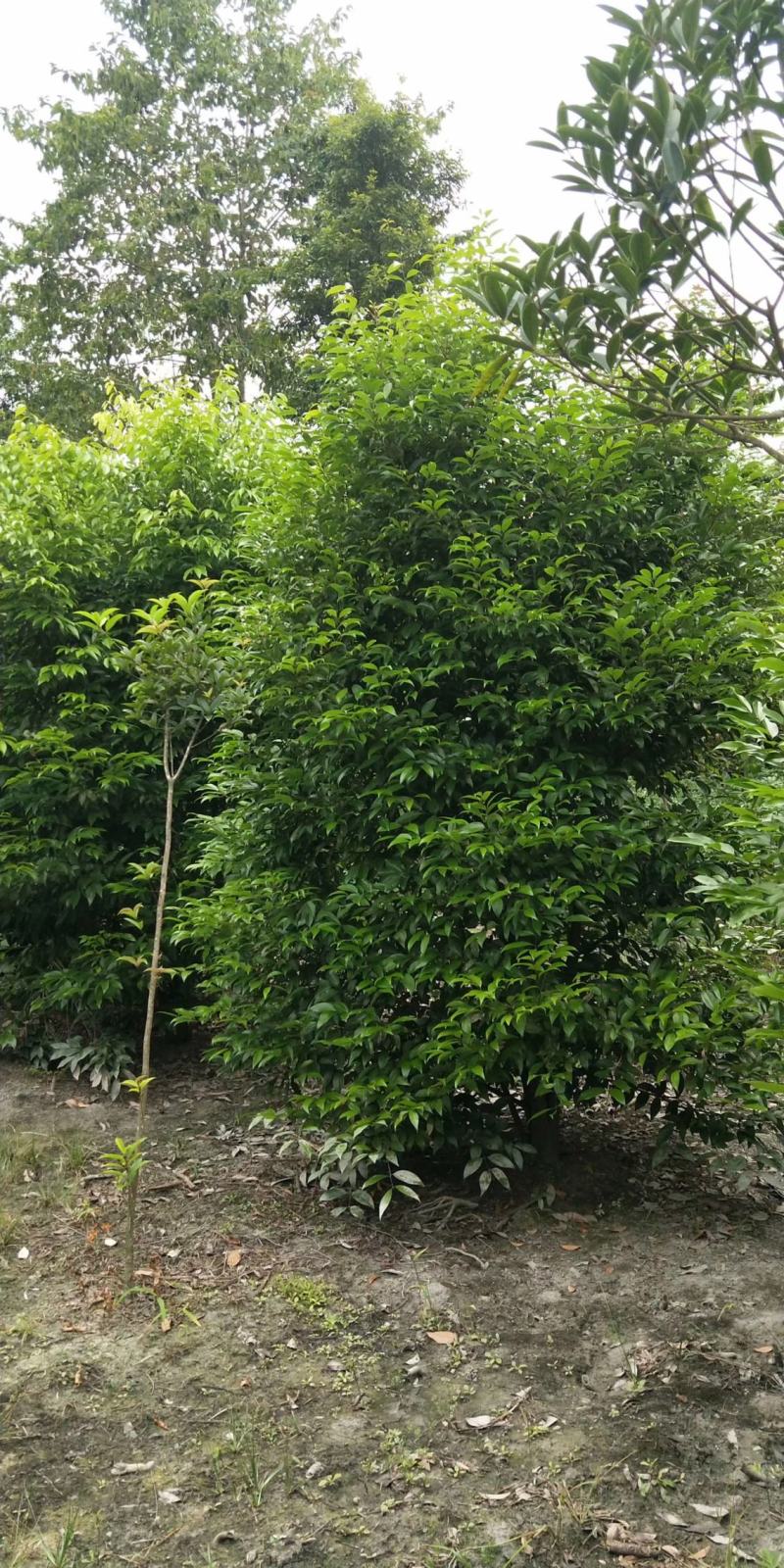 四川成都温江出售大量精品天竺桂丛生天竺桂绿篱天竺桂