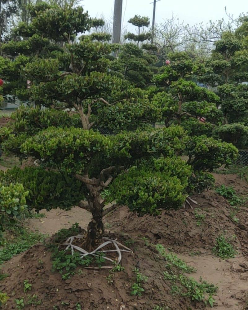 小叶黄杨盆景，黄杨盆景视频看苗，产地一首货源