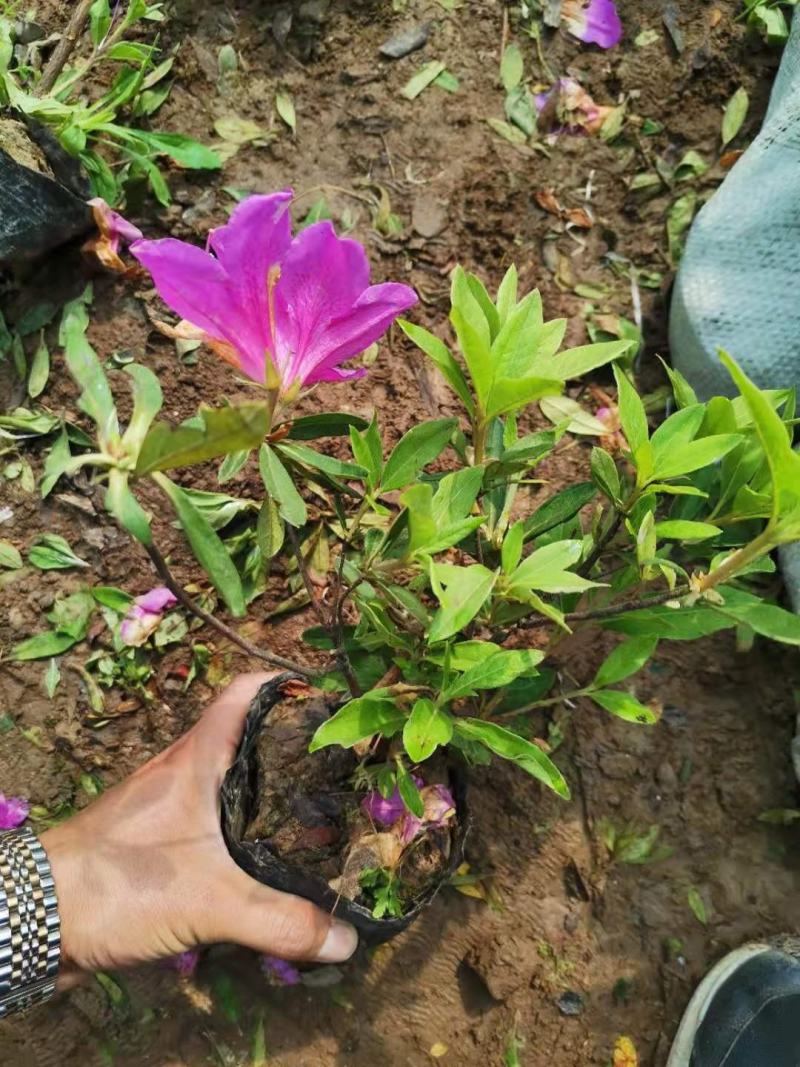 毛鹃毛鹃青州市杰润花卉苗木有限公司直供