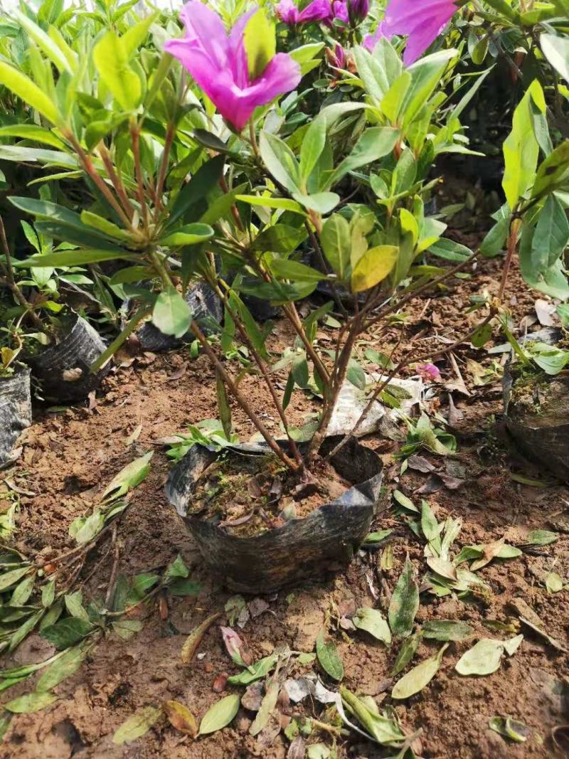 毛鹃毛鹃青州市杰润花卉苗木有限公司直供