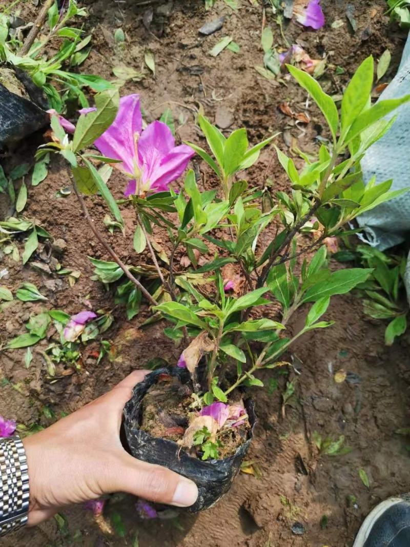 毛鹃毛鹃青州市杰润花卉苗木有限公司直供