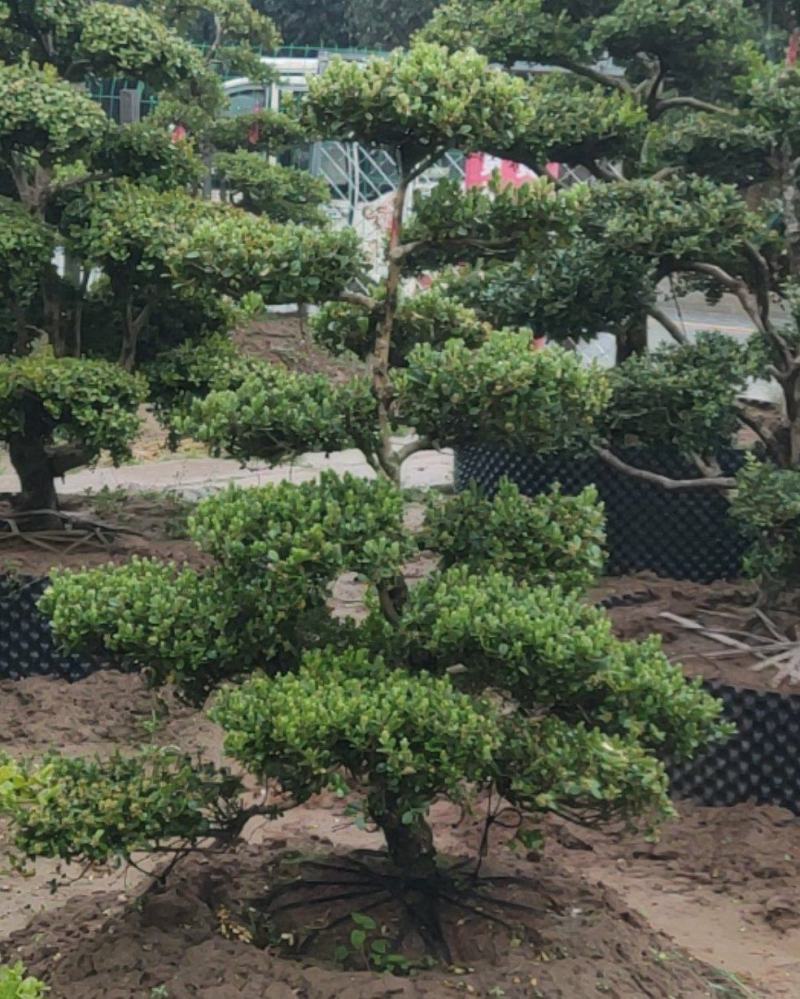 小叶黄杨盆景，黄杨盆景视频看苗，产地一首货源