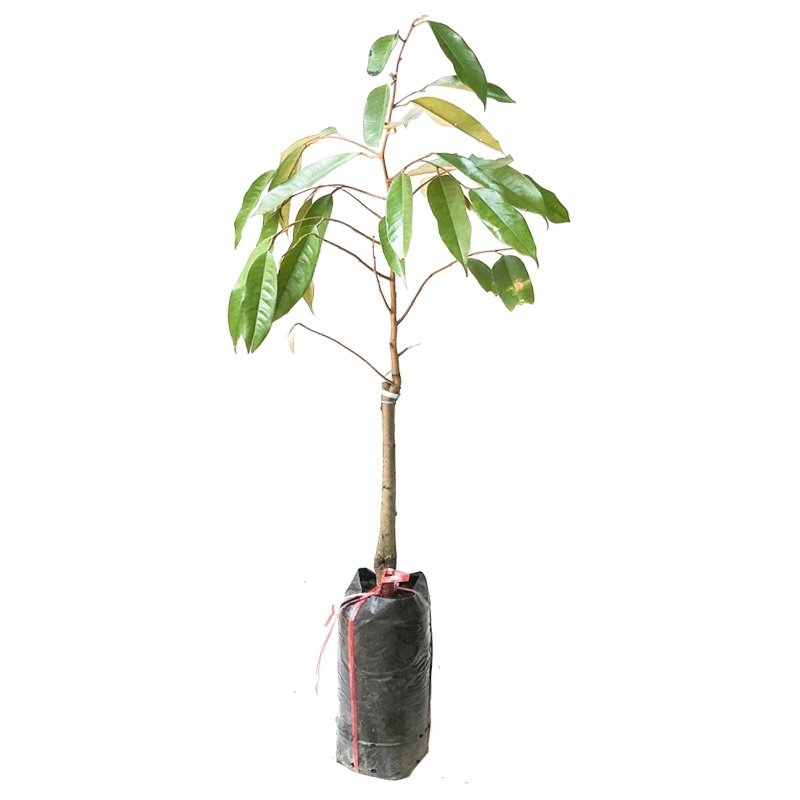 榴莲树苗南北方种植猫山王金枕头嫁接泰国榴莲苗当年结果包邮