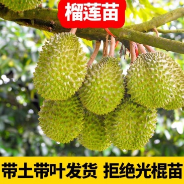 榴莲树苗南北方种植猫山王金枕头嫁接泰国榴莲苗当年结果包邮