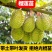 榴莲树苗南北方种植猫山王金枕头嫁接泰国榴莲苗当年结果包邮