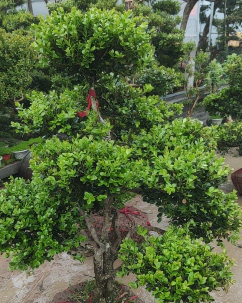 小叶黄杨盆景，黄杨盆景视频看苗，产地一首货源