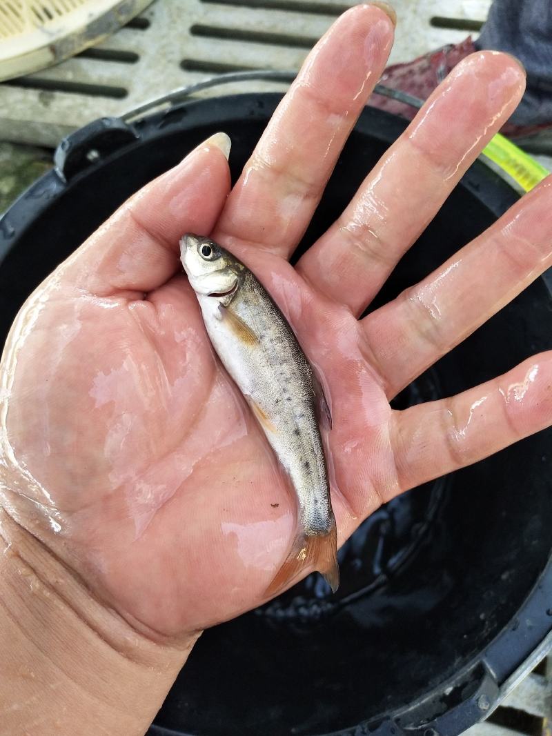 雅鱼细鳞鱼裂腹鱼基地直供包运包塘包活
