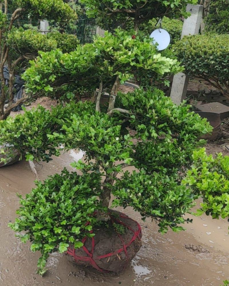 小叶黄杨盆景，黄杨盆景视频看苗，产地一首货源