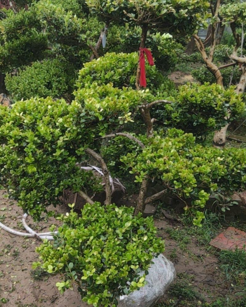 小叶黄杨盆景，黄杨盆景视频看苗，产地一首货源