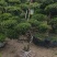 小叶黄杨盆景，黄杨盆景视频看苗，产地一首货源