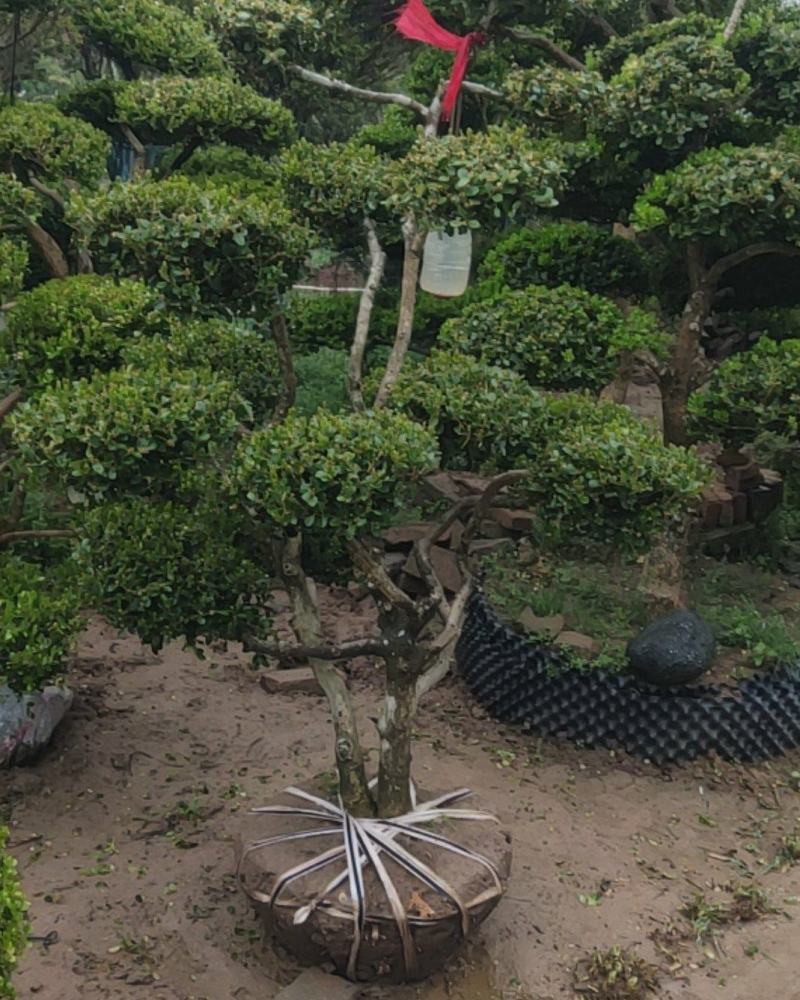 小叶黄杨盆景，黄杨盆景视频看苗，产地一首货源
