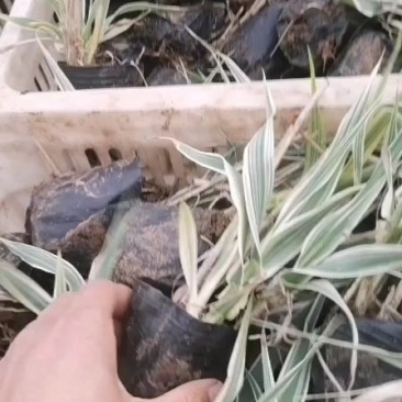 花叶芦竹水生植物基地直供优质货源,支持全国发货