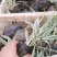 花叶芦竹水生植物基地直供优质货源,支持全国发货