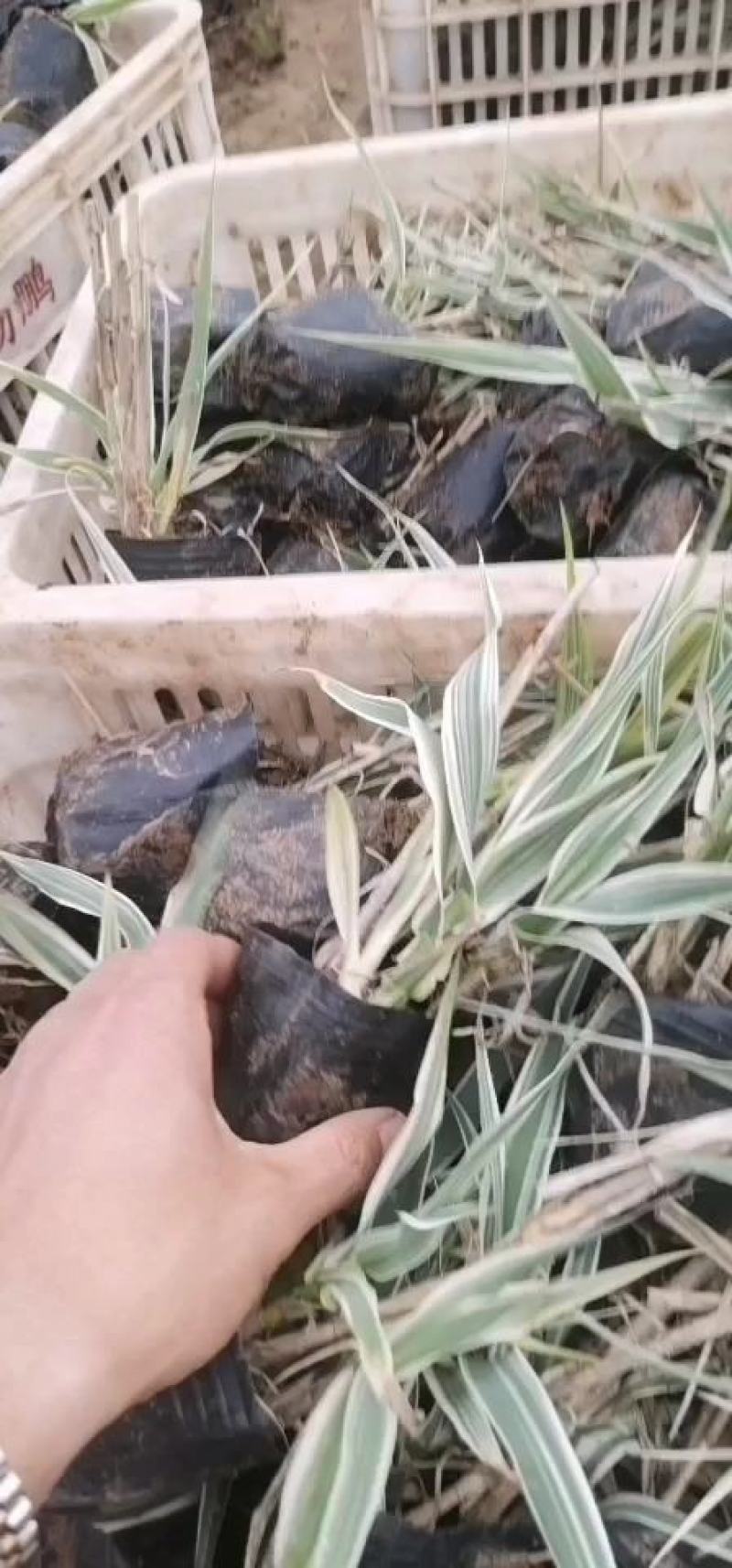 花叶芦竹水生植物基地直供优质货源，支持全国发货