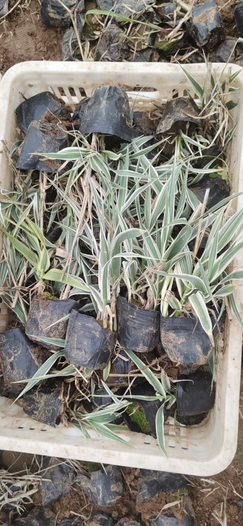 花叶芦竹水生植物基地直供优质货源，支持全国发货