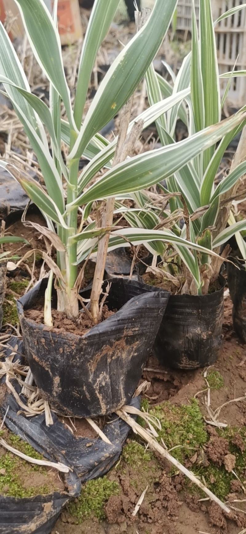 花叶芦竹水生植物基地直供优质货源，支持全国发货