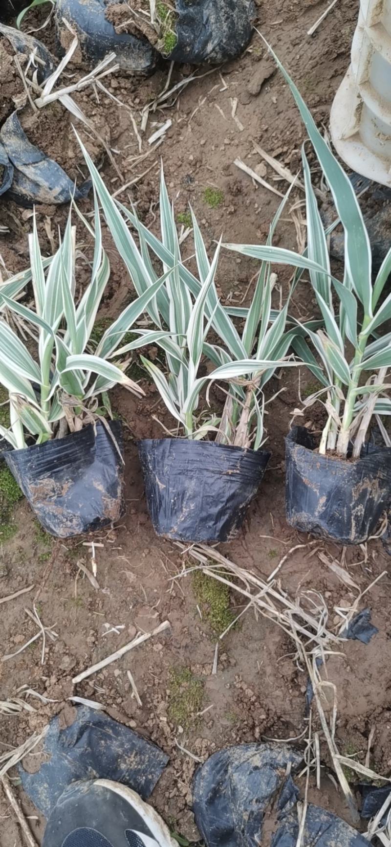 花叶芦竹水生植物基地直供优质货源，支持全国发货