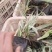 花叶芦竹水生植物基地直供优质货源,支持全国发货